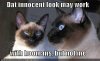 funny-pictures-cats-innocent-look-does-not-work-on-other-cats.jpg
