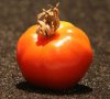 tomati klein.jpg