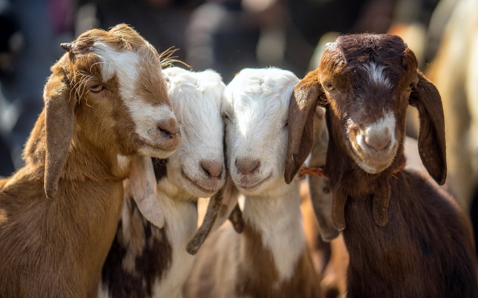 Four-goats.jpg