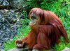 orangutan_onl.jpg
