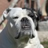 FrankenBulldog